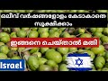 ഒലിവിന്റെ കാ ഇങ്ങനെ ഒന്ന് ചെയ്തു നോക്കിക്കേ |Olive harvesting|Israel|Suby babyz