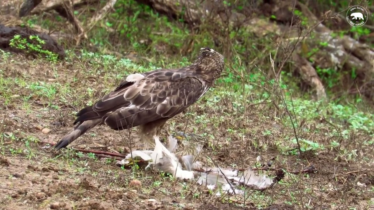 The falcon removes every feather before the feast | Nimal Safari | Yala National Park | Sri Lanka