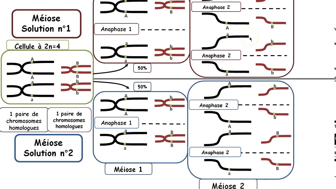 TS_Bilan_Chapitre2.2 Méiose et brassages Intrachromosomique et — free download