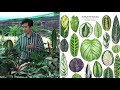 ทำความรู้จัก คล้า  ต้นไม้มงคล ไม้ใบสุดฮิต Prayer plant  EP1.