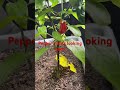 Pepper plants turning out great #pepper #garden #plants #nature #containergardening #growyourownfood