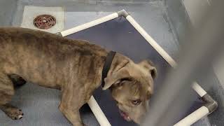 acs A684652
