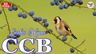 HINOS CCB 2023 - CCB HINOS CANTADOS - BONS HINOS PARA ORAR POR COISAS BOAS