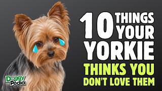 10 Things Your Yorkshire Terrier Thinks You Don't Love Them