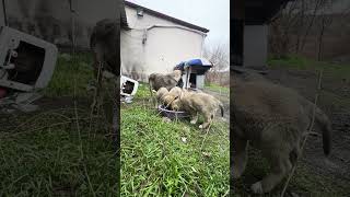 Kırsalda Bir Annenin Beş Yavrusuyla Verdiği Sessiz Mücadele