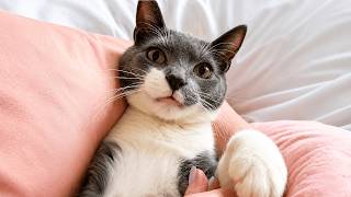 Nobody Wanted This Cat — Until My Husband Held Him Once ❤️