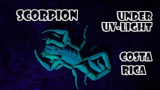 scorpion under UV light