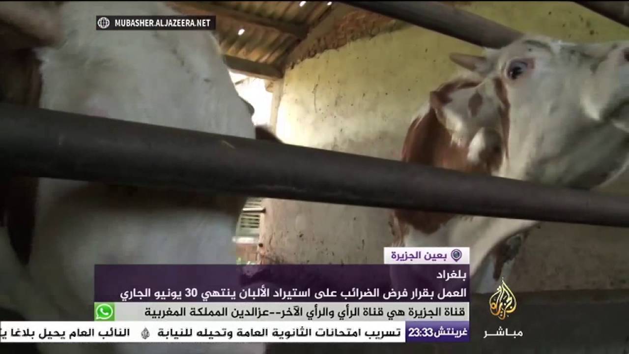 قلق بين مربي الماشية من إلغاء الضرائب على استيراد منتجات الألبان ببلغراد الصربية