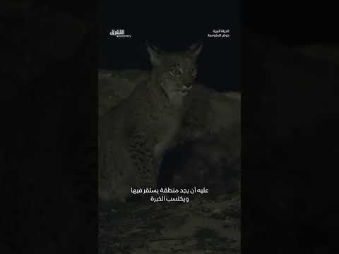 نداءات الحب للضفادع