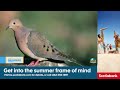 Wild Bird Hunting Season Begins