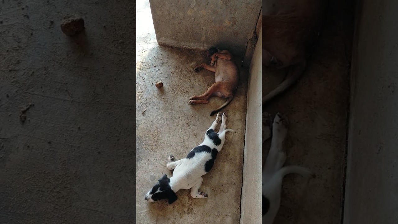 Different types of little dogs sleeping 😅