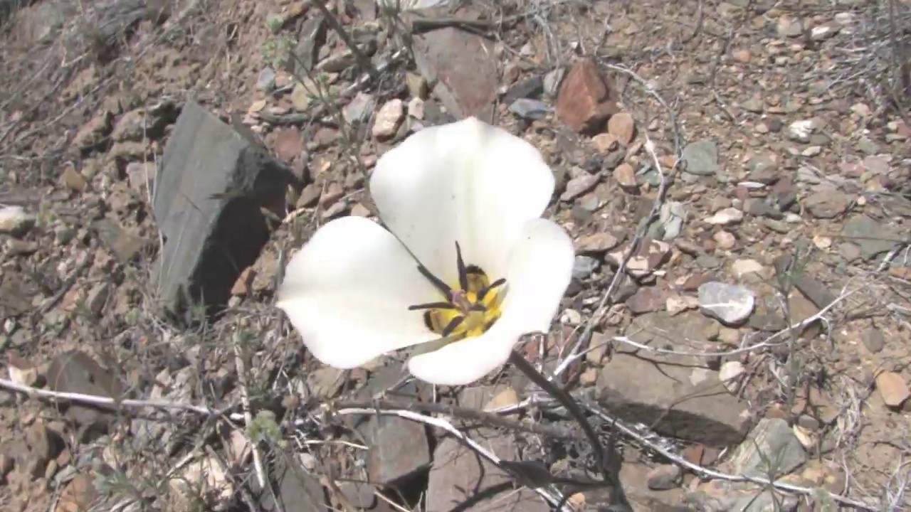 Rock gardens of eastern California - YouTube