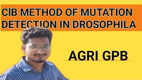 Genetics-42: ClB method of mutation detection in Drosophila