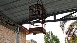 CUCAK RUMBAI EKSIS DI PAGI HARI DI SUKANEGERI OKU TIMUR