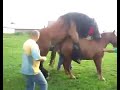 Horse And Made Mating
