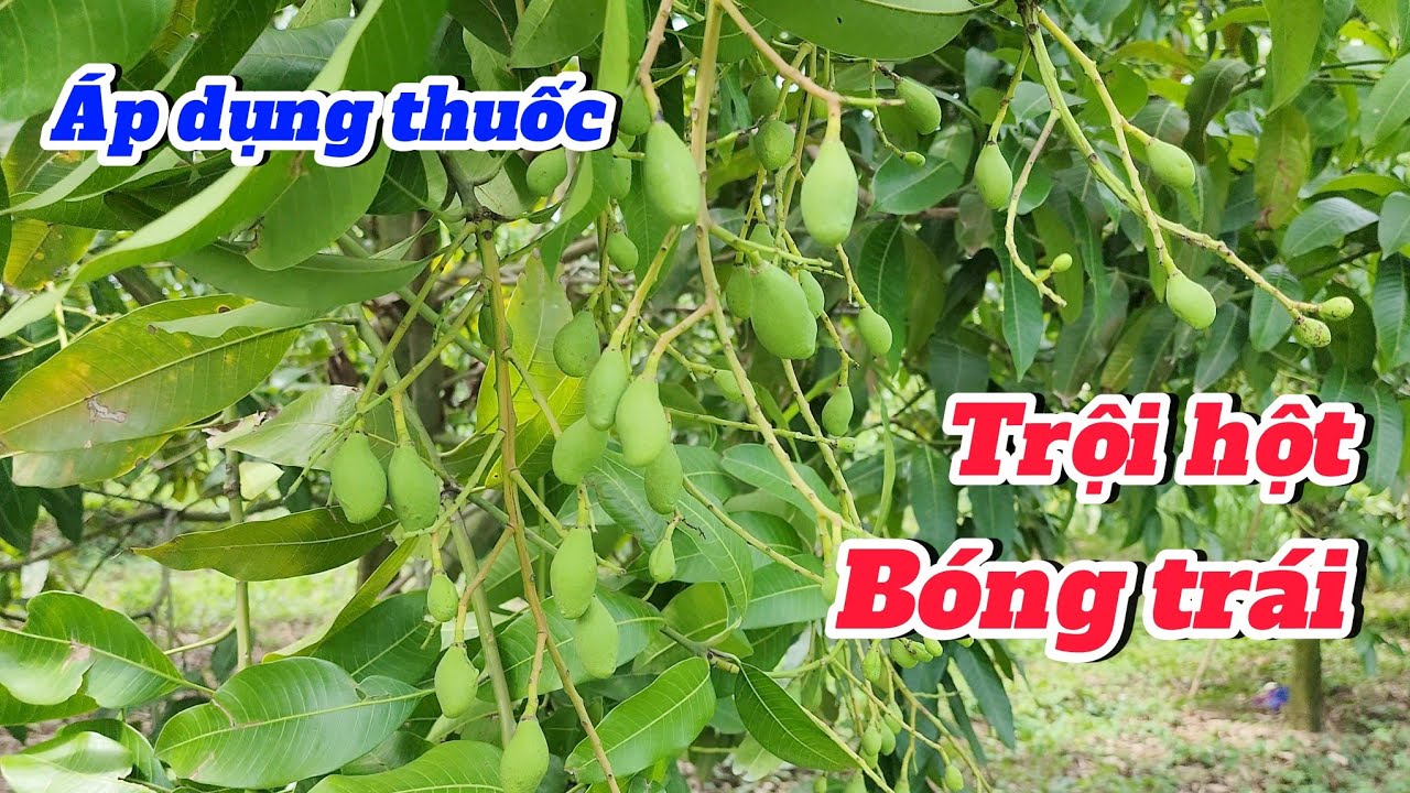 Áp dụng thuốc trội hột - bóng trái |Gốc Cù Lao|#0986289491