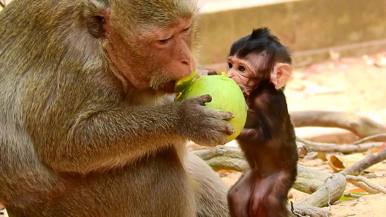 O.M.G! Sweet Lucas grabs & fights for food with Leyla, very cutesy baby Lucas challenges food ft mom