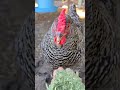 TikTok cutie chicken!!