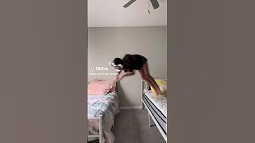 Imma stop posting videos I posted on the therian group now