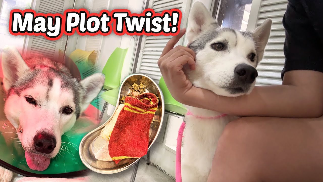 EMERGENCY! Nakalunok ng MEDYAS ang 2-Year-Old HUSKY ko! (STORYTIME)