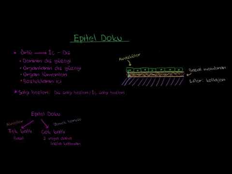 Epitel ve Bağ Doku (Biyoloji / Hücrenin Yapısı)