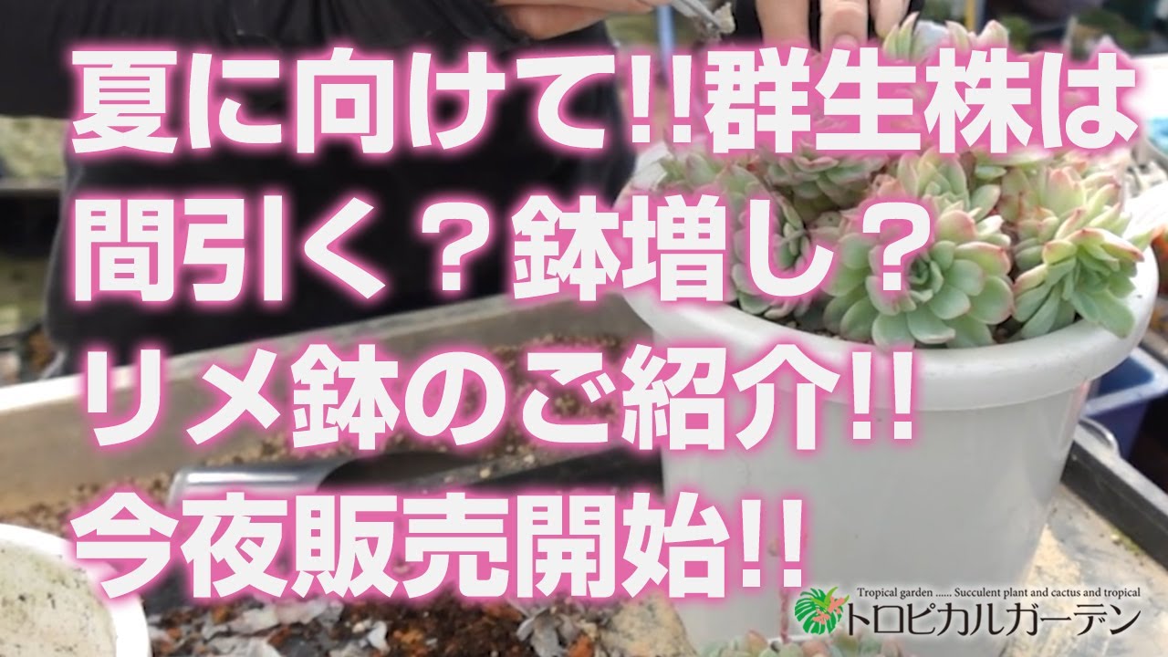 2024.05.17【多肉植物】夏に向けて!!群生株は間引く？鉢増し？リメ鉢の