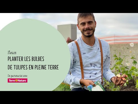 Vidéo: Planter et entretenir des tulipes en plein champ à l'automne