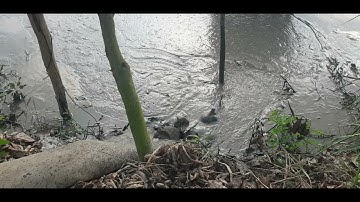 Xáng thổi bùn,cứ alo e đi đừng ngại An 0988893070 0901080889