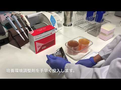 動画