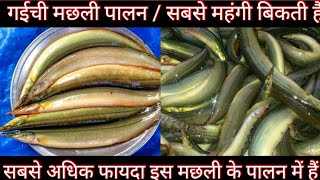 1200 रपय कल बकन वल गईच मछल क पलन