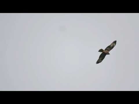 Honey Buzzard, Pegsdon Hills, 3rd Sept 2016