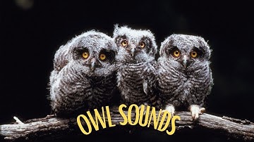 5 most popular owl sounds in North America! Different types of owls and their sounds!