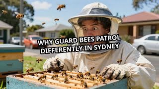 Why Guard Bees Patrol Differently in Sydney