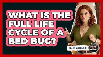 What Is The Full Life Cycle Of A Bed Bug? - Insects and Invaders