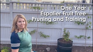 Training and Prunning First Year Espalier Fruit Tree