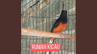 Download Lagu Pancingan Suara Murai Batu Paling Gacor Download Lagu Pancingan Suara Murai Batu Paling Gacor