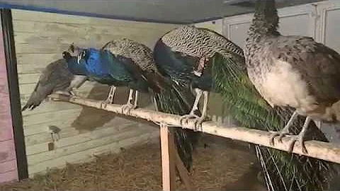 Содержание павлинов зимой/Winter maintenance peacocks
