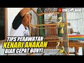 4 TIPS MERAWAT PIYIKAN KENARI AGAR JADI BURUNG BAGUS