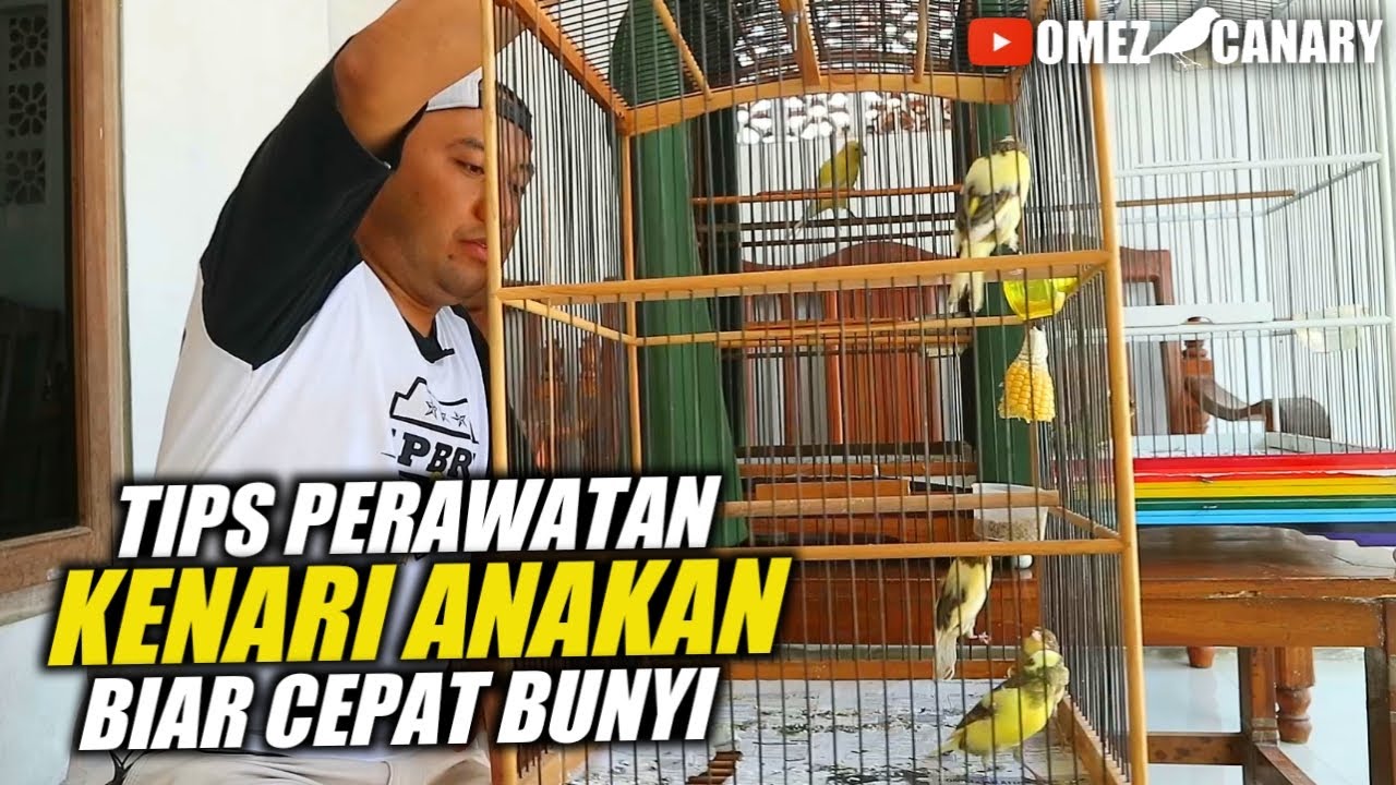 4 TIPS MERAWAT PIYIKAN KENARI AGAR JADI BURUNG BAGUS
