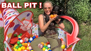 Baby Chimp plays in a Ball Pit!