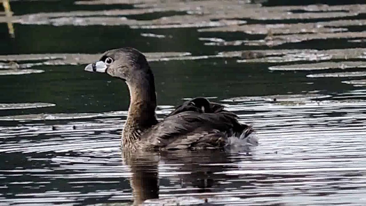 Pied billed grebe family 8 30 17 Cranberry Lake 