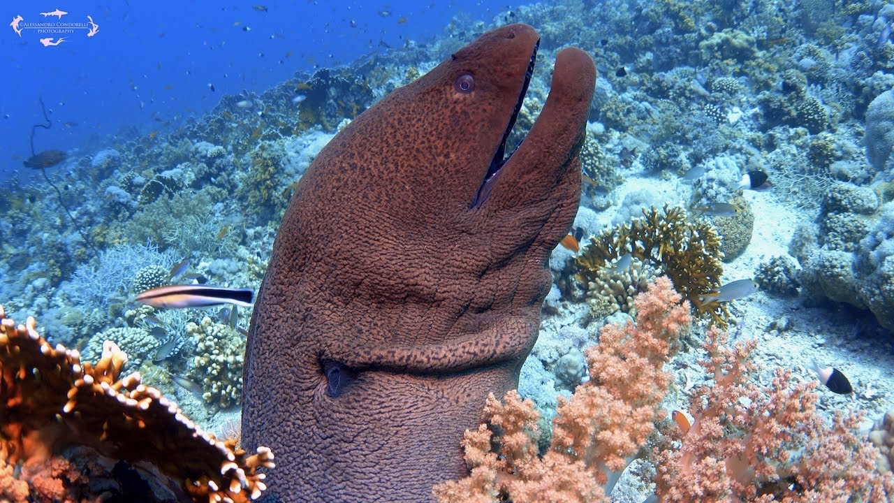 4K Scuba Diving in Sharm El Sheikh - July 2021