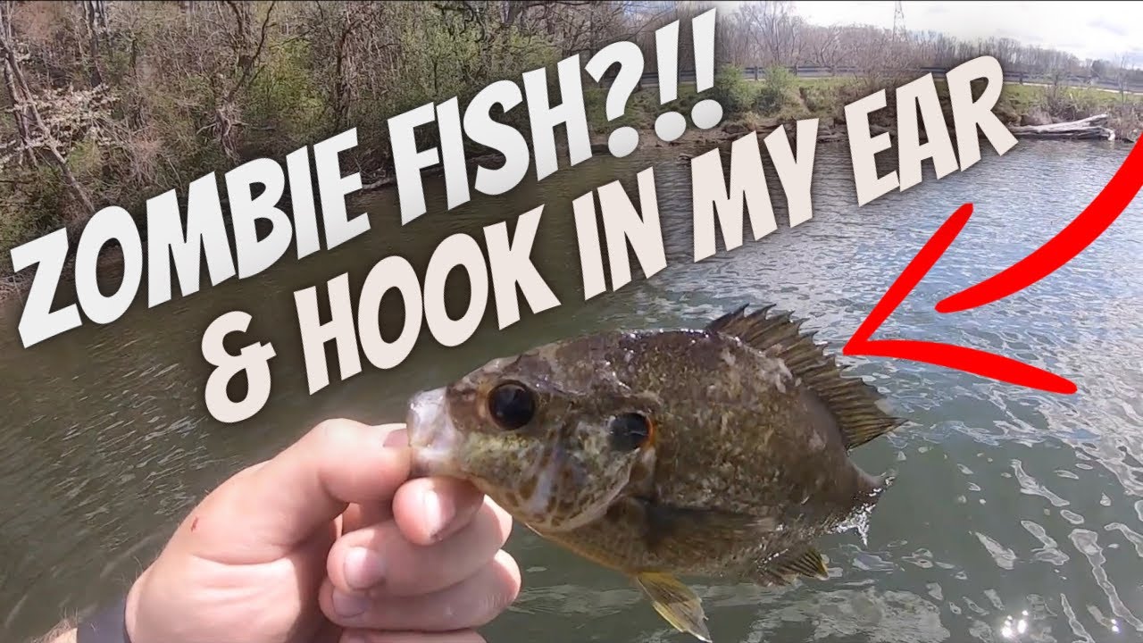 Big BASS zombie FISH & PAIN (MUST WATCH) YouTube