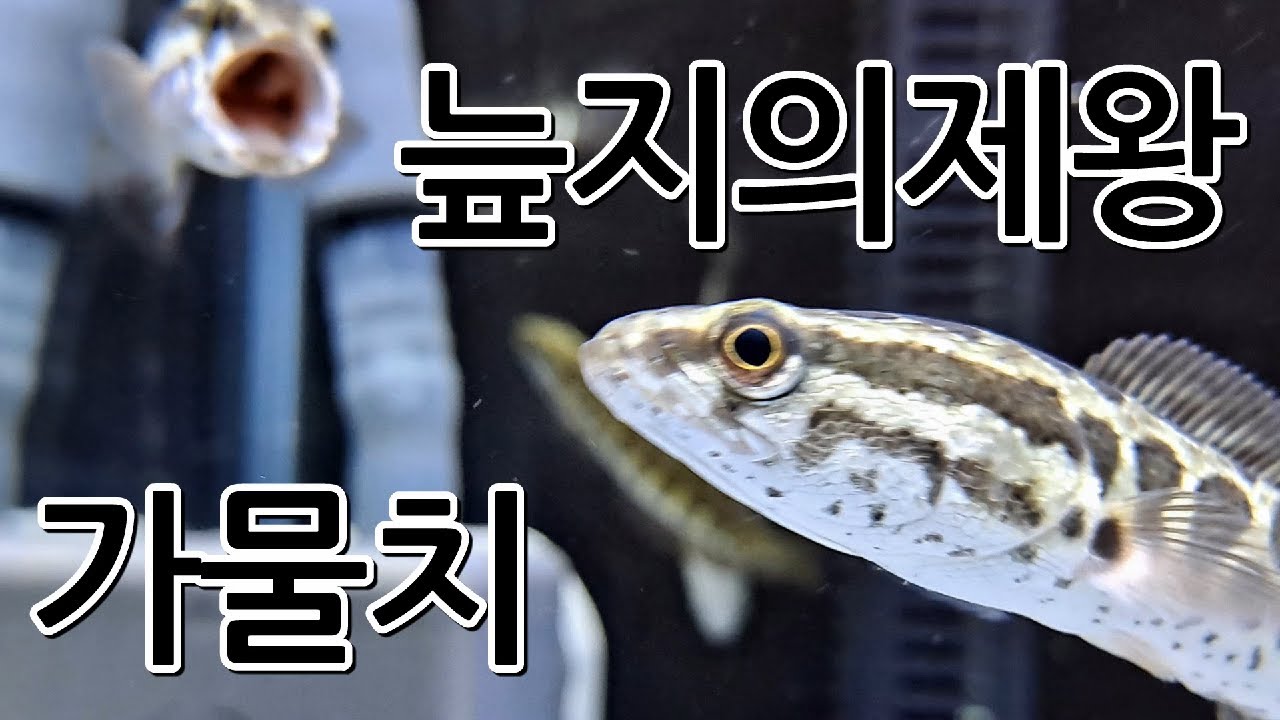 가물치 키우기 1편 / 가물치(Snakehead) - YouTube