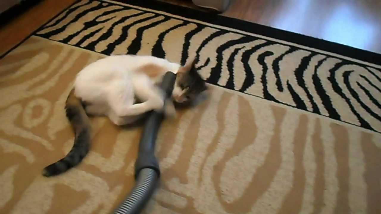 CAT vs Vacuum cleaner YouTube
