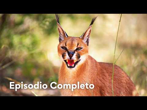 El Caracal Debe Matar para Sobrevivir | Grandes Parques de África 104
