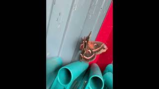 ✨ Cecropia Silk Moth, the largest in North America✨ #nature #wildlife #moths #beauty #shorts