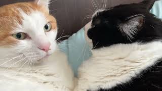この二人はいつも近い　#猫　#ロシアンブルー  #雑種