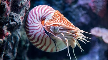 “Nautilus” 100% by The Techni Team [Demon] | Geometry Dash