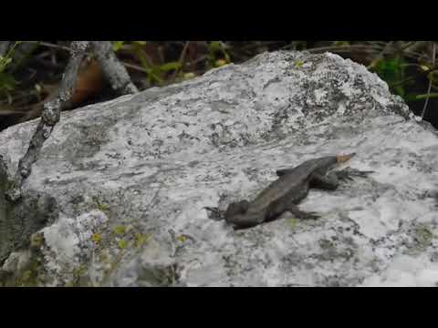 camera iphone 8 plus apk Flipping for snakes 2019